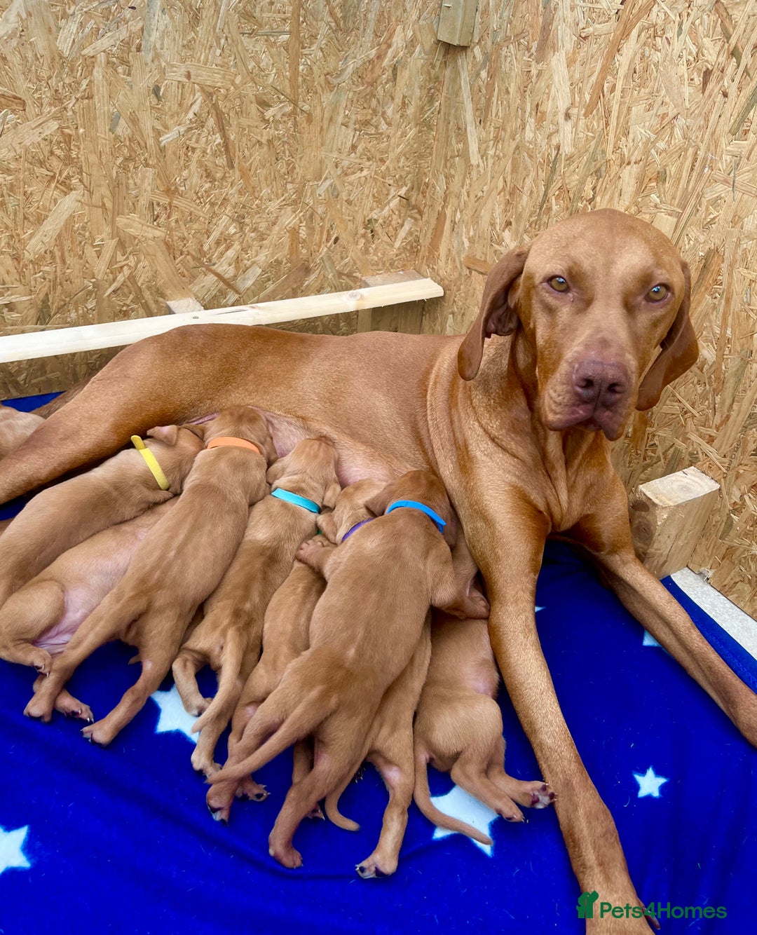 Hungarian Vizsla dogs for sale: Hungarian Vizsla Puppies  - Image 5