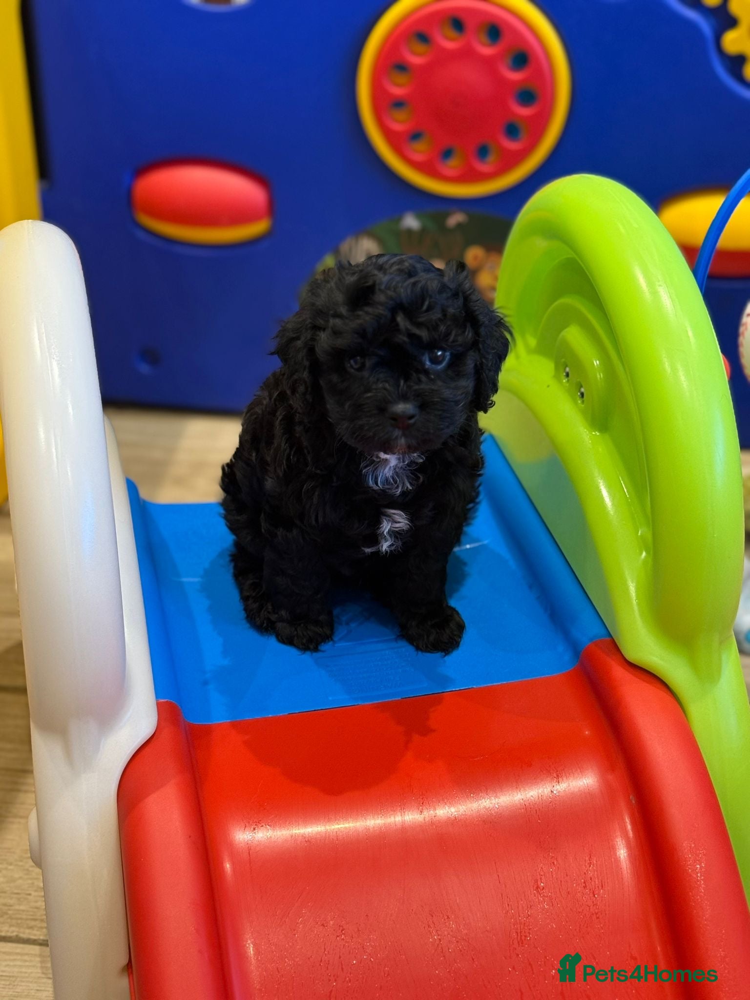 Cavapoo dogs F1 1 girl, 1 boy fully insured - Advert 1