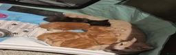 Mixed Breed cats for sale: fluffy kittens looking for their forever home  - Advert 23