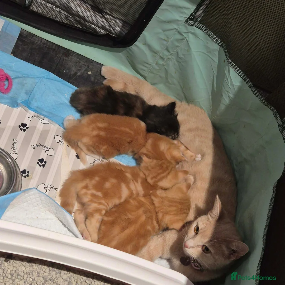 Mixed Breed cats for sale: fluffy kittens looking for their forever home  - Advert 23