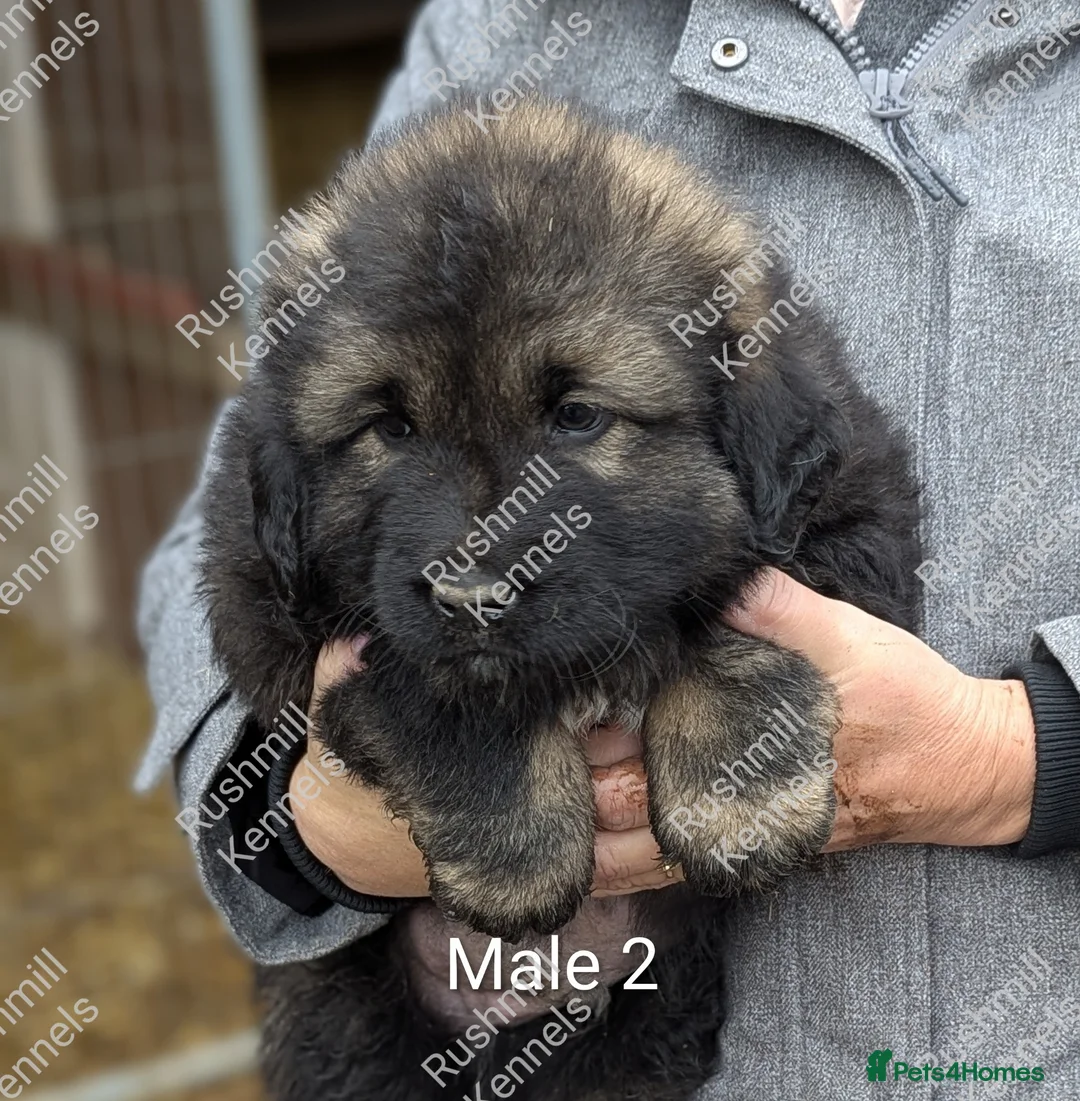 Caucasian Shepherd Dog dogs for sale: Caucasian Shepherd Pups - Advert 6