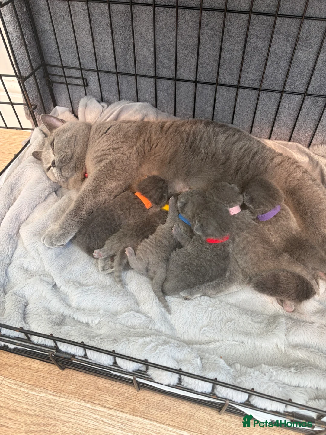 British Shorthair cats for sale: 5 generation pedigree GCCF registered  - Advert 2