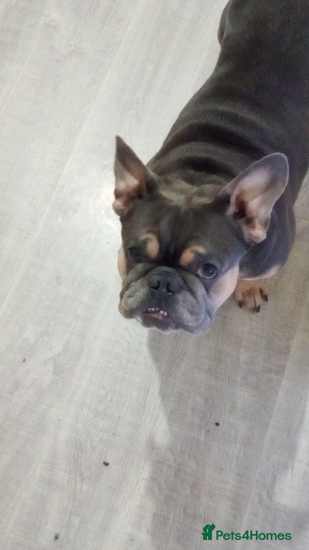 French Bulldog dogs for stud: Teddy Bear  - Advert 1