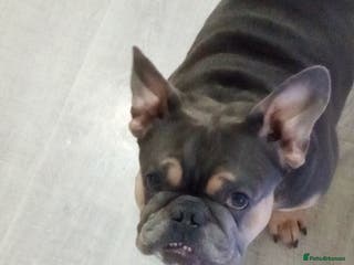 French Bulldog dogs Teddy Bear - Advert 1