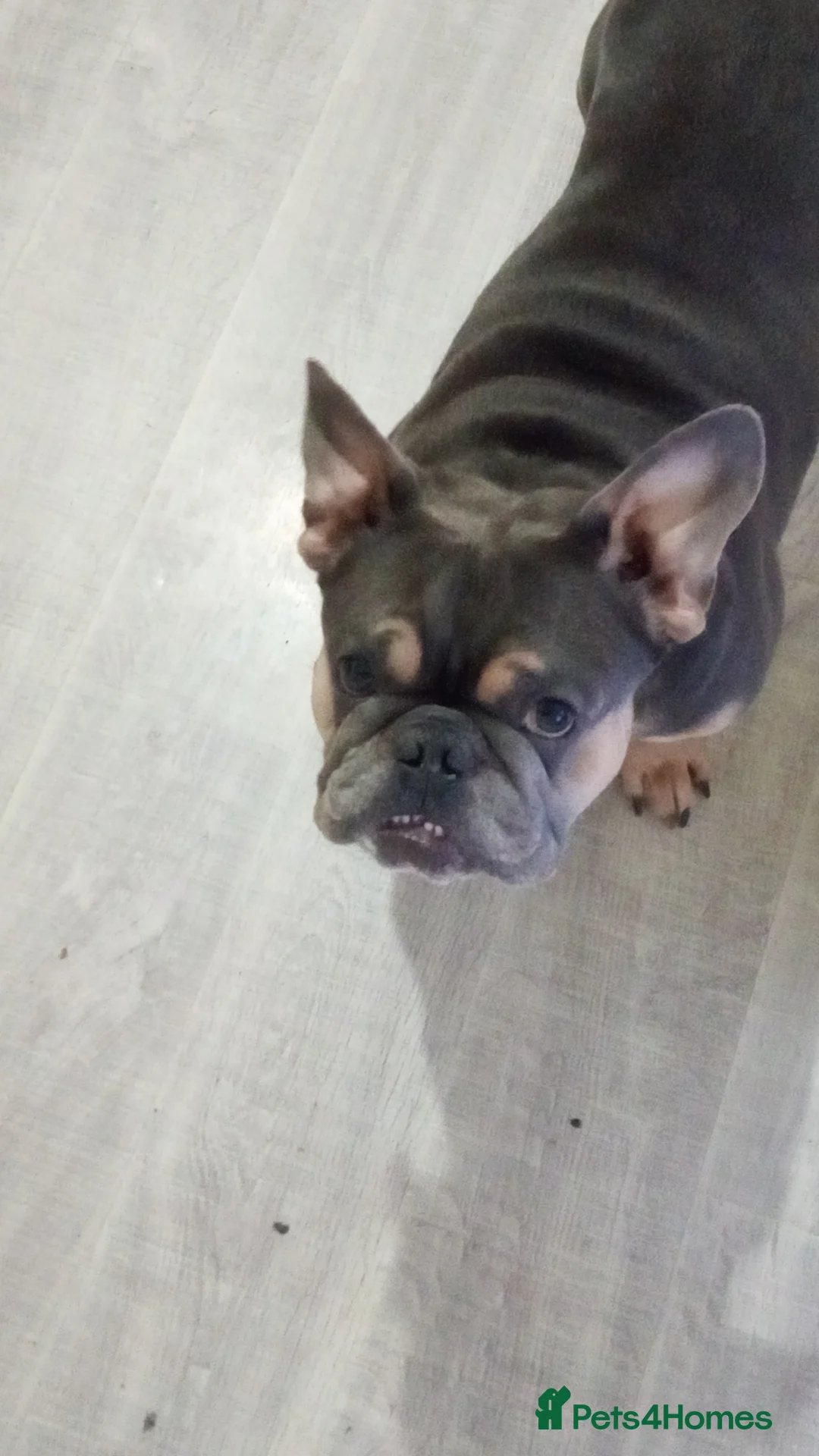 French Bulldog dogs for stud: Teddy Bear  - Advert 1