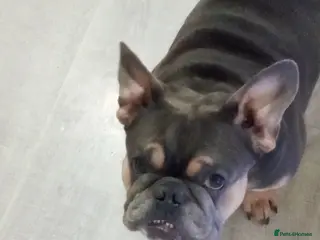 French Bulldog dogs Teddy Bear - Advert 18