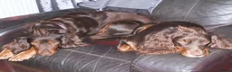Cocker Spaniel dogs for sale: Working Cocker Spaniels - Advert 5