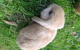 Mini Lop rabbits for sale: Beautiful Baby Mini Lops for sale - Image 7