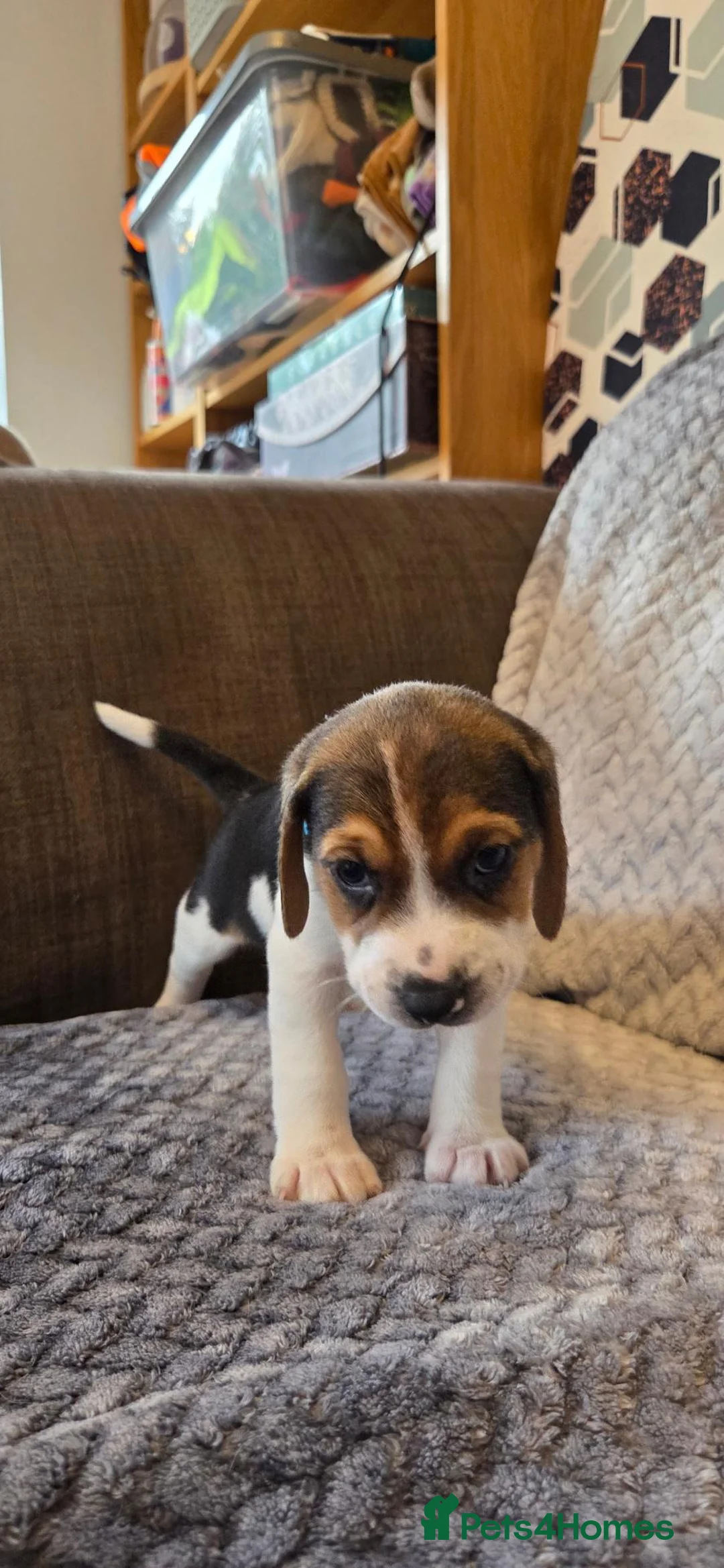 Beagle dogs for sale: Beautiful Beagle Puppies  in Coventry - Advert 40