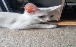Bengal cats for sale: Male kitten pure white for sale - Image 2