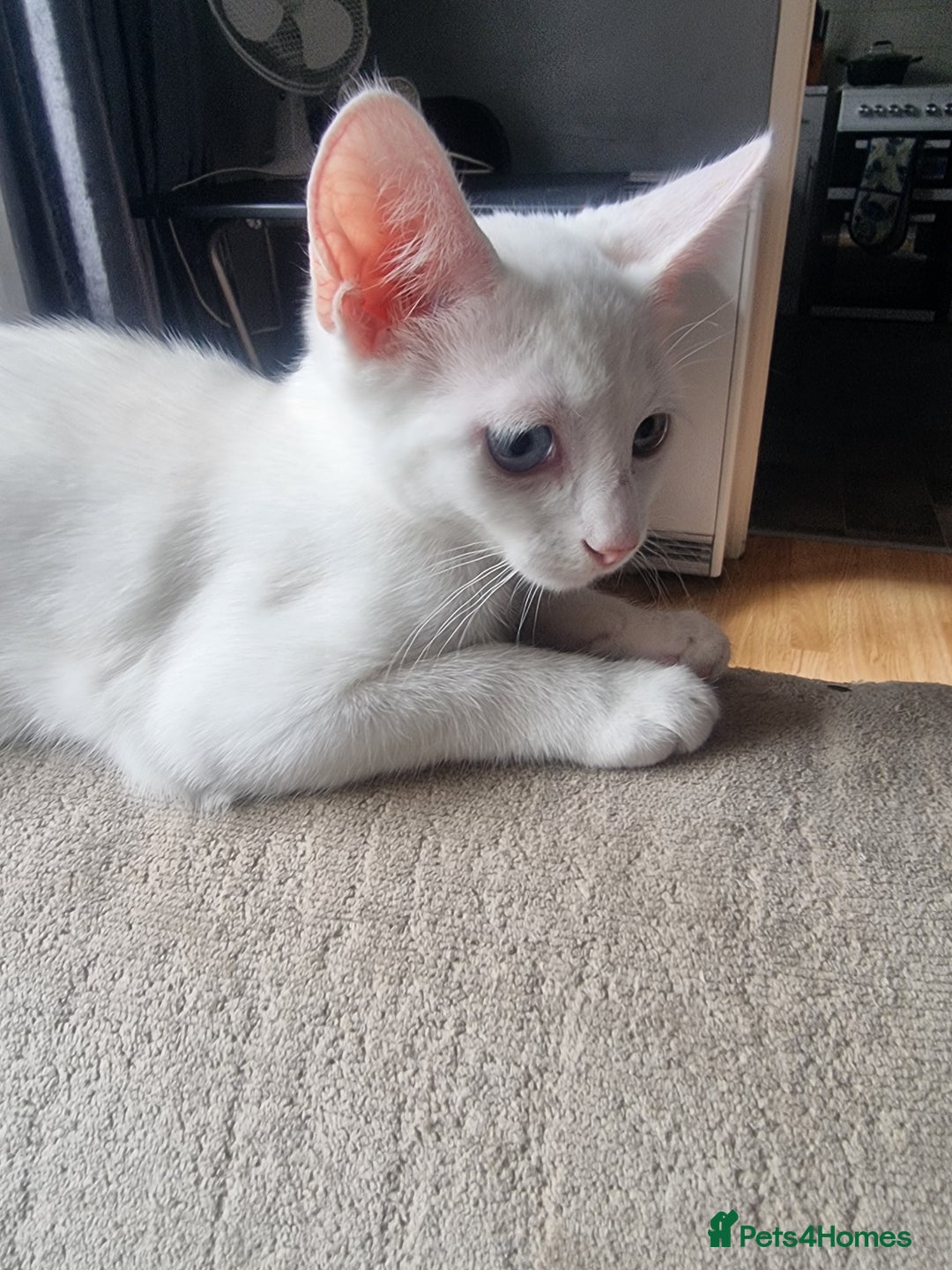 Bengal cats for sale: Male kitten pure white for sale - Image 2