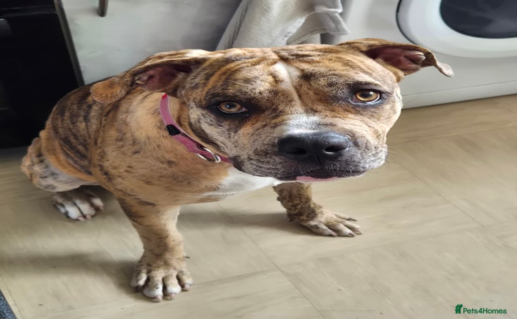 Mixed Breed dogs - Advert 14