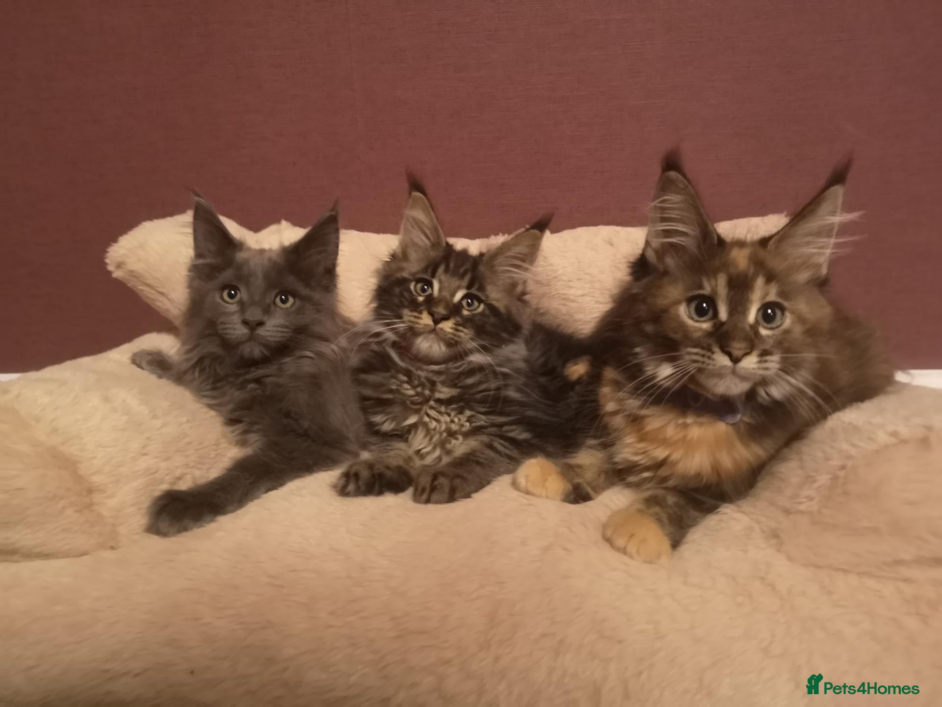 Maine Coon cats Tica, Health Checked Maine Coon kittens - Advert 2