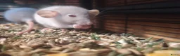 Rat rodents for sale: Fancy Rats - Advert 1