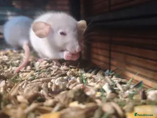 Rat rodents Fancy Rats - Advert 14