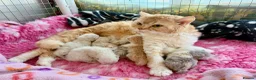 Selkirk Rex cats for sale: Gorgeous Selkirk Rex Colourpoint Girl ready to go - Advert 2