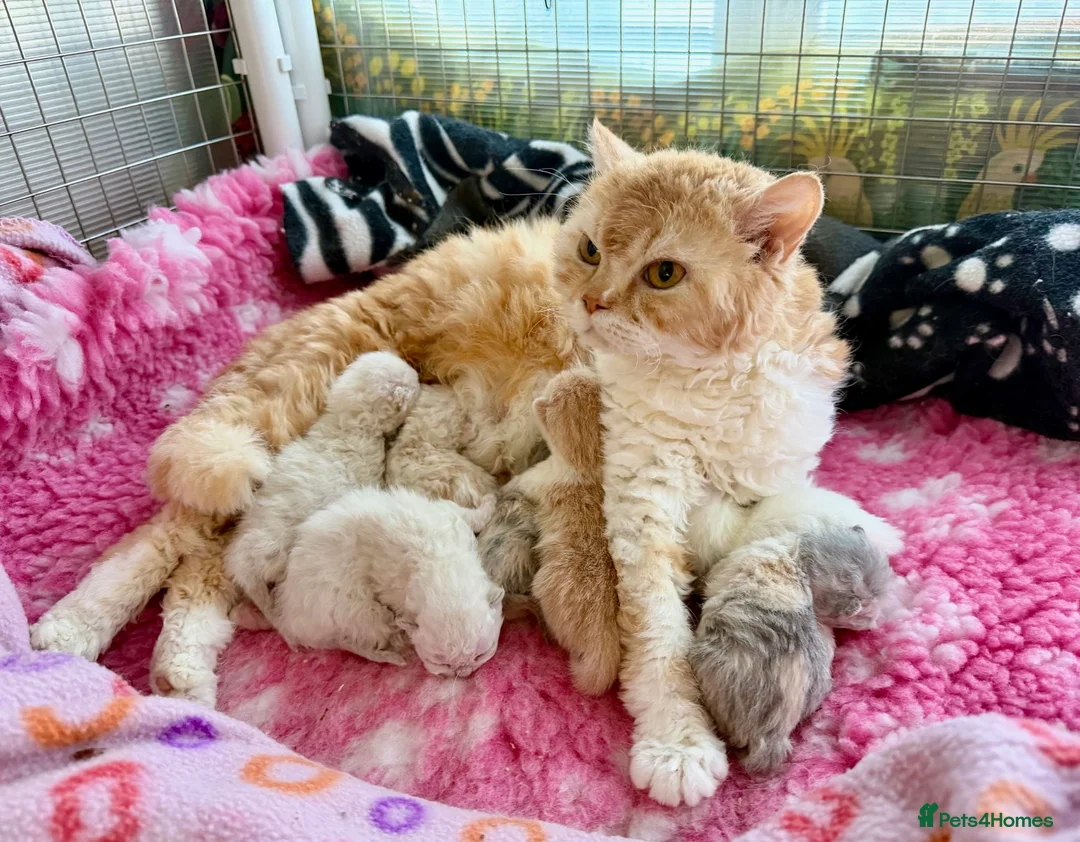 Selkirk Rex cats for sale: Gorgeous Selkirk Rex Colourpoint Girl ready to go - Advert 2