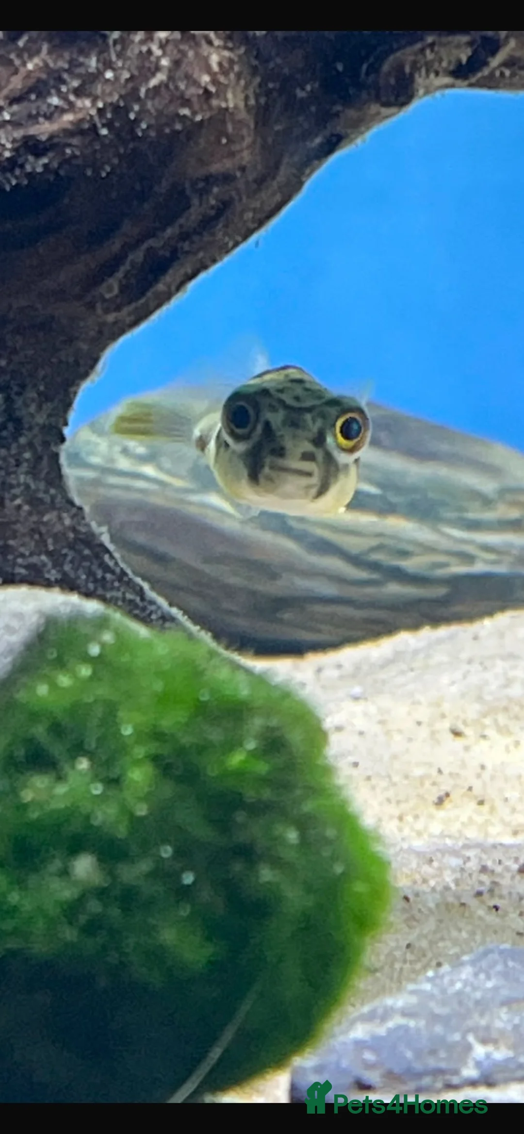 Pufferfish fish for sale: Freshwater 2’’ Fahaka puffer with 60liter tank  in Hayle - Advert 1