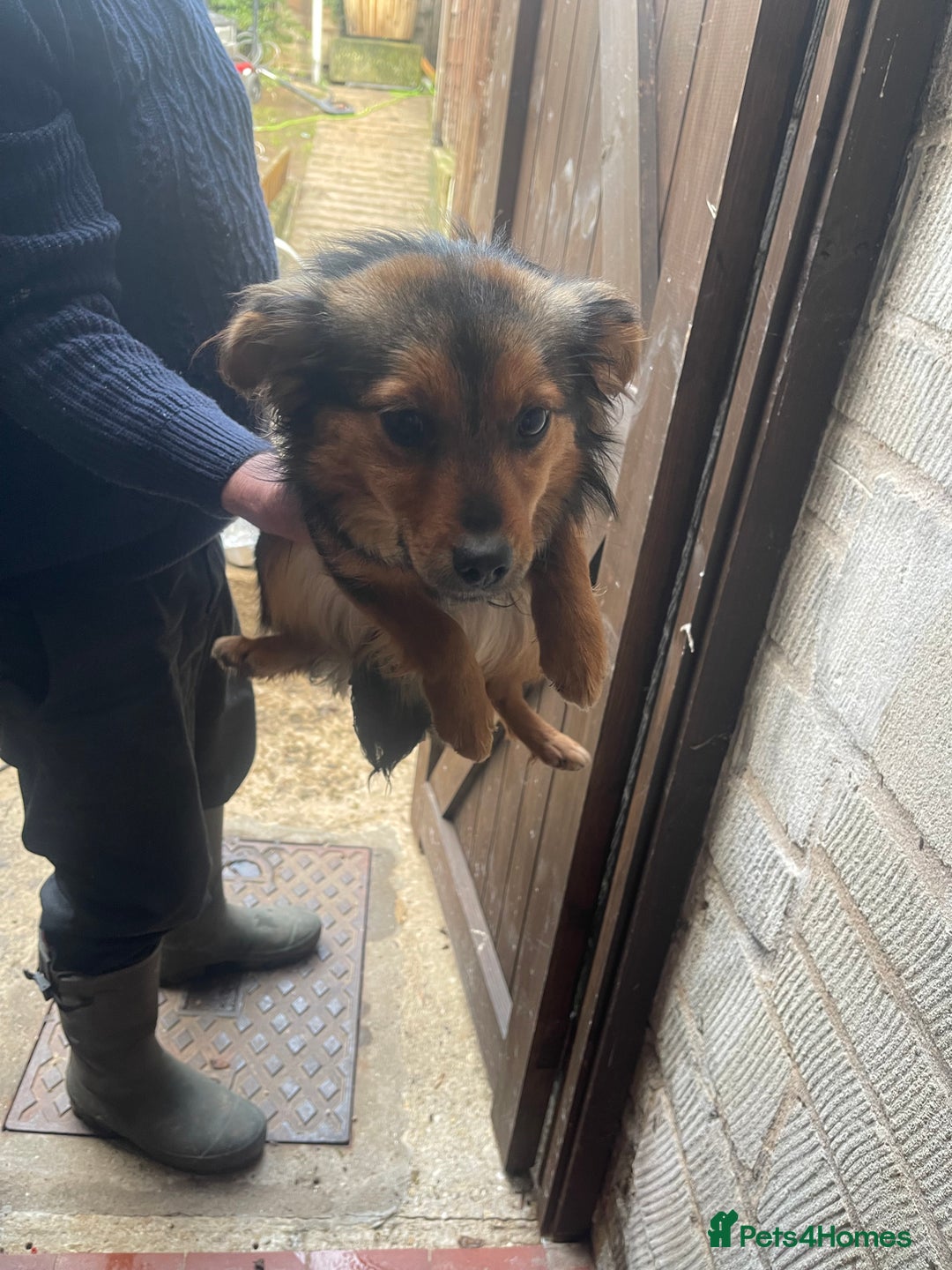 Chihuahua dogs for sale: Chihuahua pups for sale  in Shipley - Advert 4