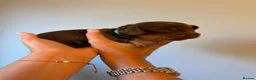 Miniature Dachshund dogs for sale:  🐾 Stunning longhaired mini dachshunds 🐾 - Advert 10