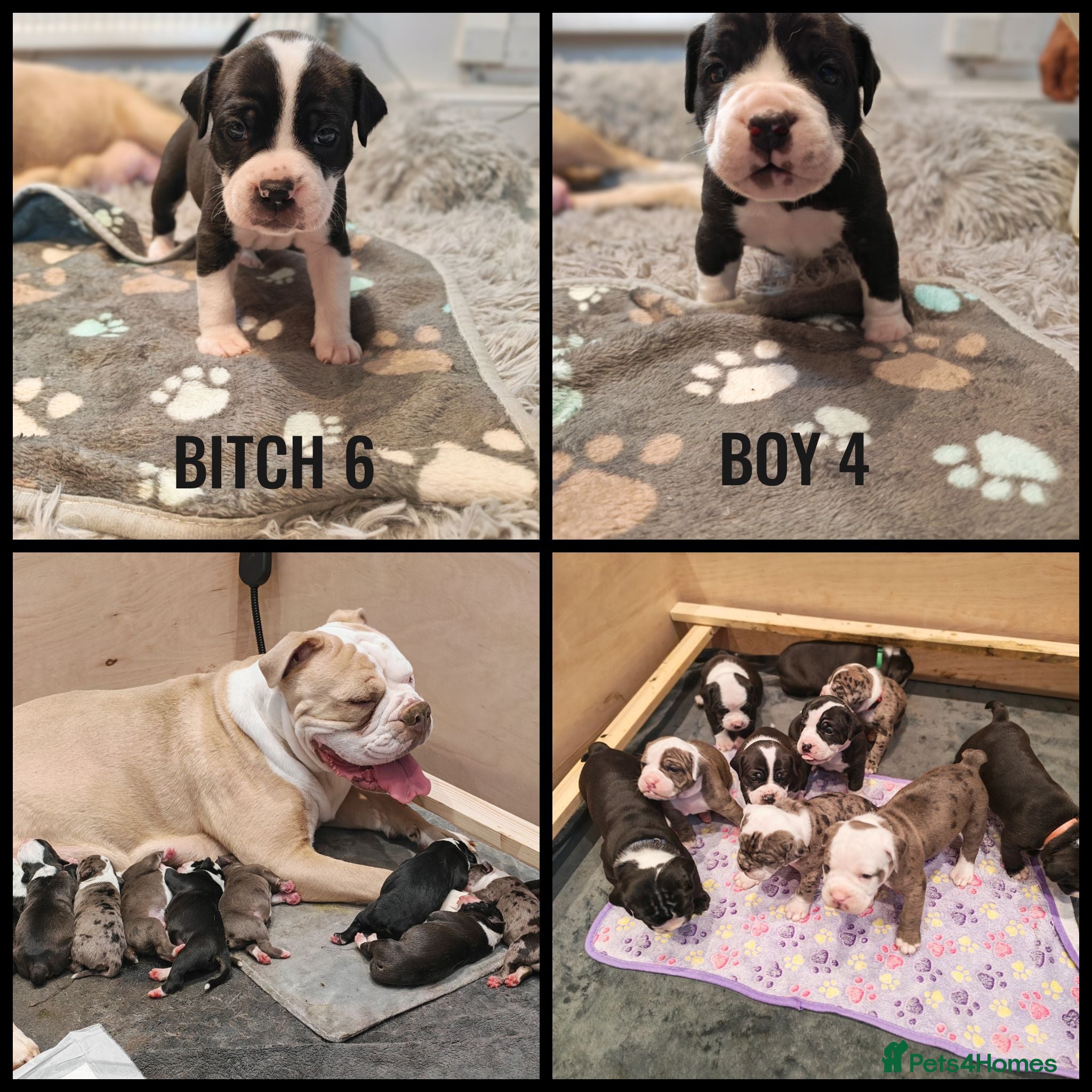 Mixed Breed dogs Olde English Bulldogg/ Alapaha bulldogg puppies  - Advert 10