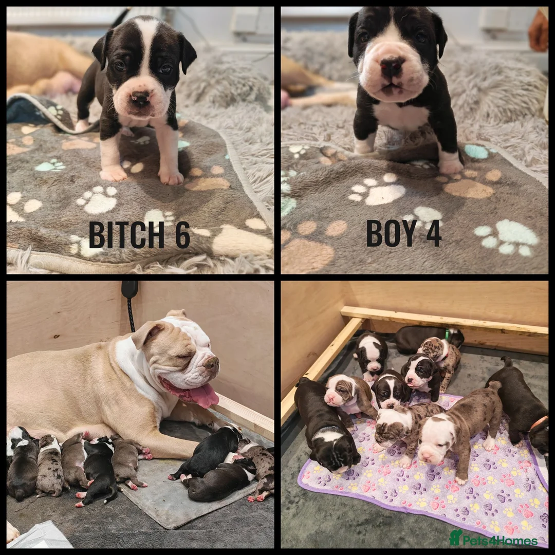 Mixed Breed dogs for sale: Olde English Bulldogg/ Alapaha bulldogg puppies  in Blackburn - Advert 1
