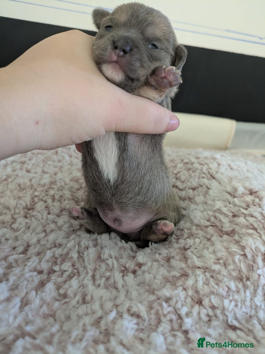 Pomchi dogs for sale: Pomchi pups - Advert 7