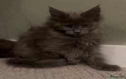 Maine Coon cats for sale: Maine Coon girls READY NOW Russian sired  - Image 29