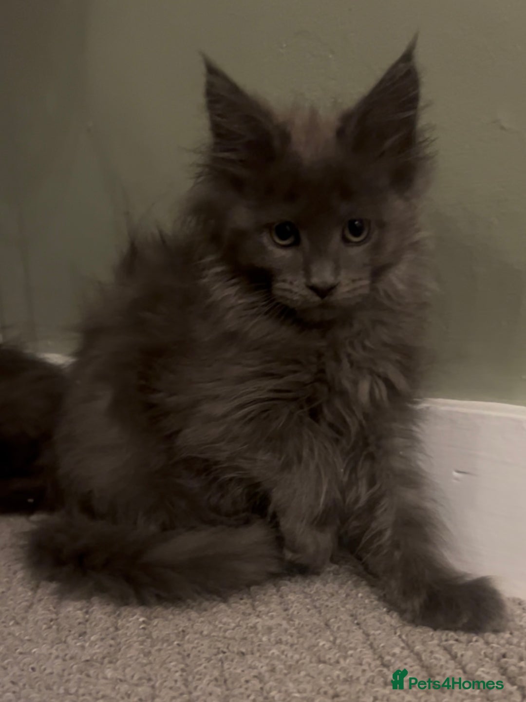 Maine Coon cats for sale: Maine Coon girls READY NOW Russian sired  - Image 29