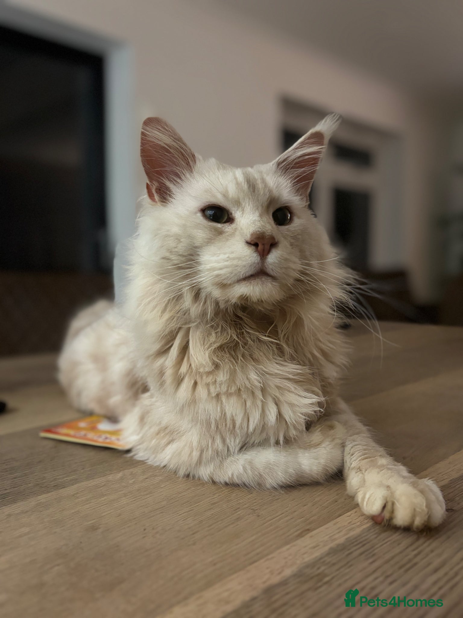Maine Coon cats for sale: TICA Maine Coon Kittens  - Advert 33
