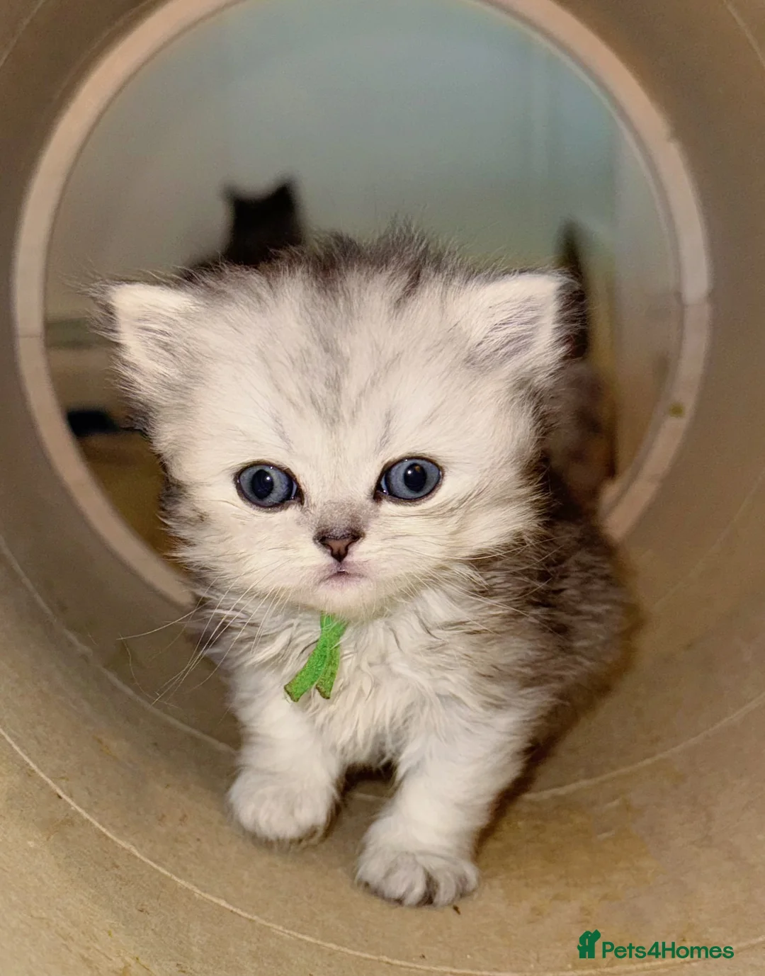 British Shorthair cats for sale: Beautiful pedigree BSH and BLH kittens  - Advert 2