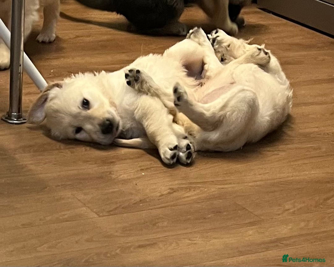 Golden Retriever dogs for sale: Beautiful KC Golden Retriever Babies  - Image 22