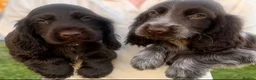 Cocker Spaniel dogs for sale: Show cocker spaniel puppies  in Warrington - Advert 10