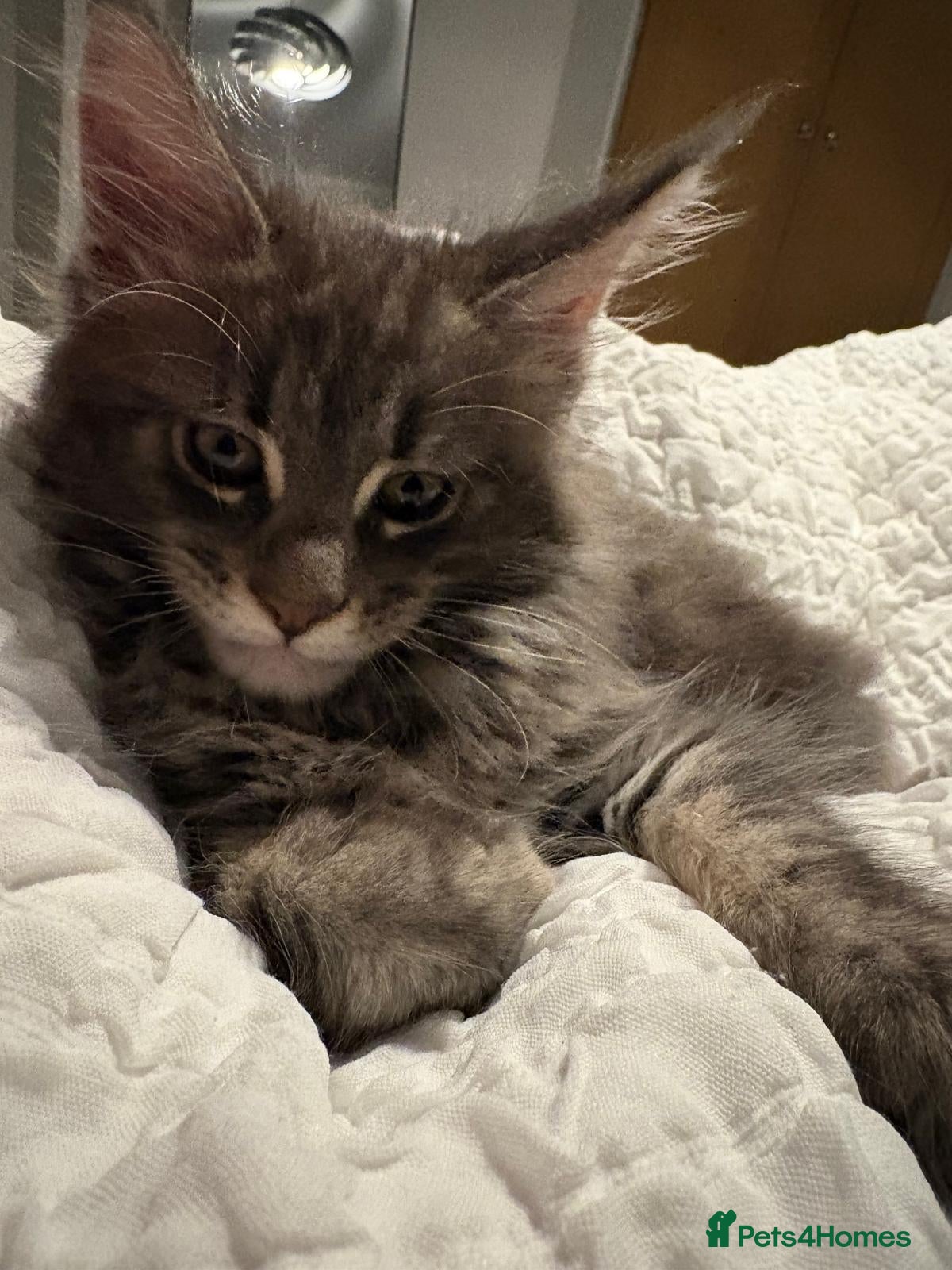 Maine Coon cats Tica Reg Maine Coon Kittens - Advert 16