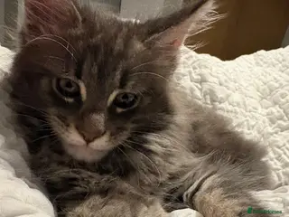 Maine Coon cats Tica Reg Maine Coon Kittens - Advert 16