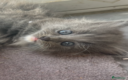 British Longhair cats for sale: British blue cross maincoon  - Image 3