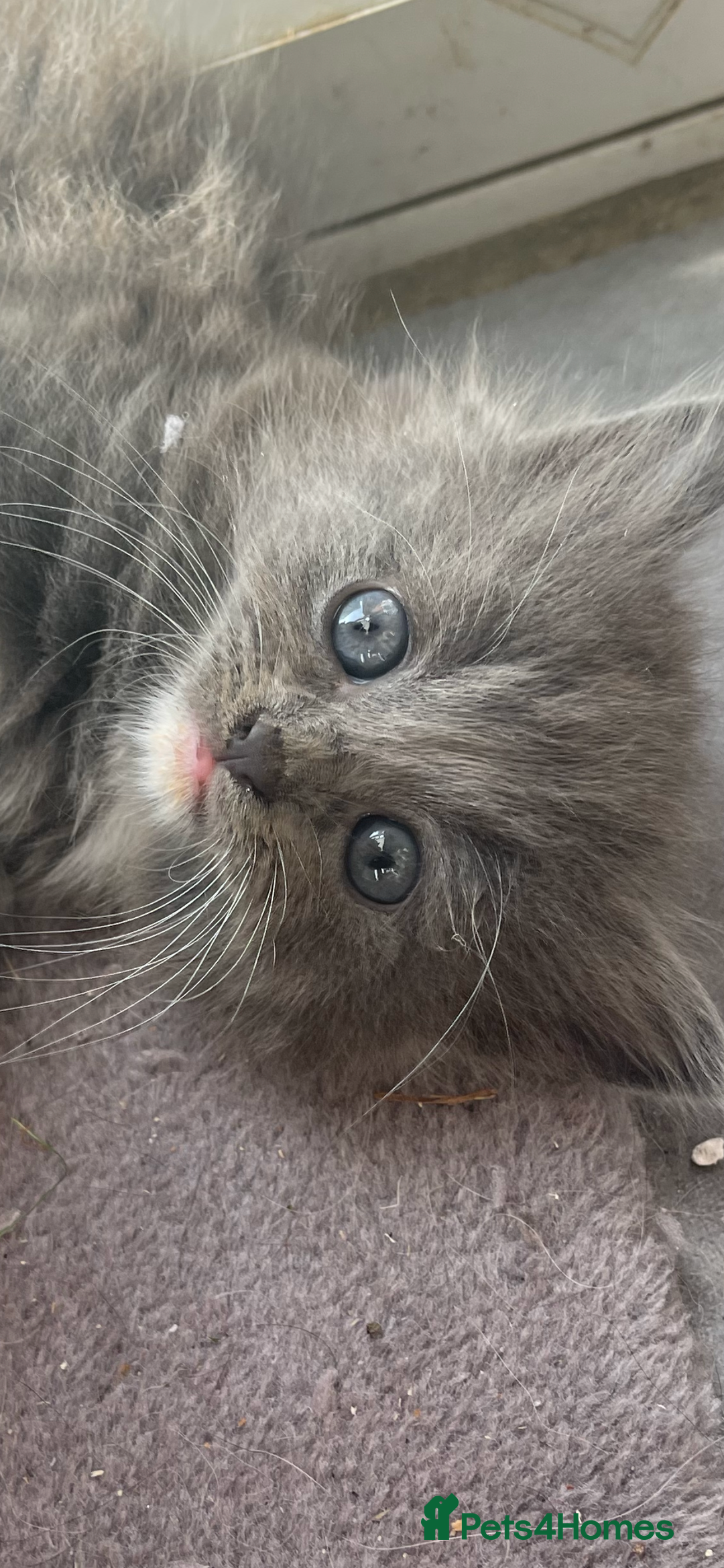 British Longhair cats for sale: British blue cross maincoon  - Image 3