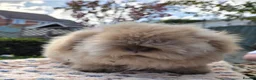 Angora rabbits for sale:  Super fluffy baby teddywidders  - Advert 11
