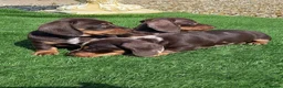 Miniature Dachshund dogs for sale: Kc reg mini dachshund last stunning little girl . - Advert 7