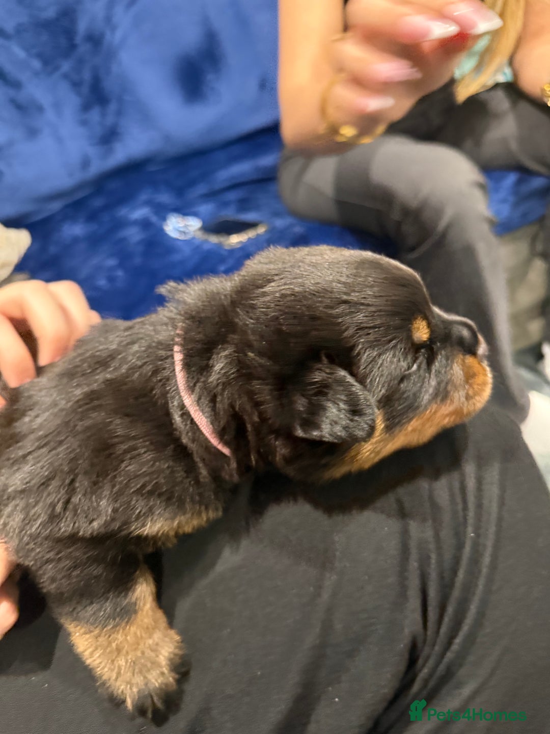 Rottweiler dogs for sale: Rottweiler puppies  - Image 4