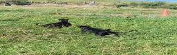 Patterdale Terrier dogs for sale: 7 Working Patty Pups - Advert 4
