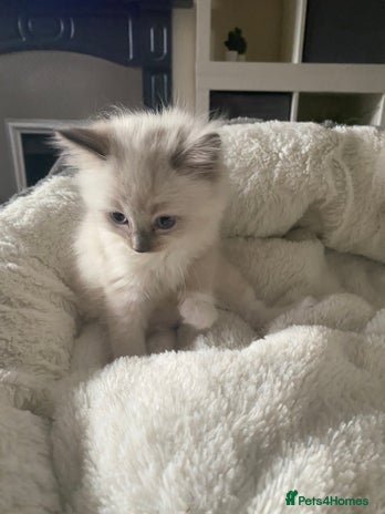 Ragdoll cats - Advert 2