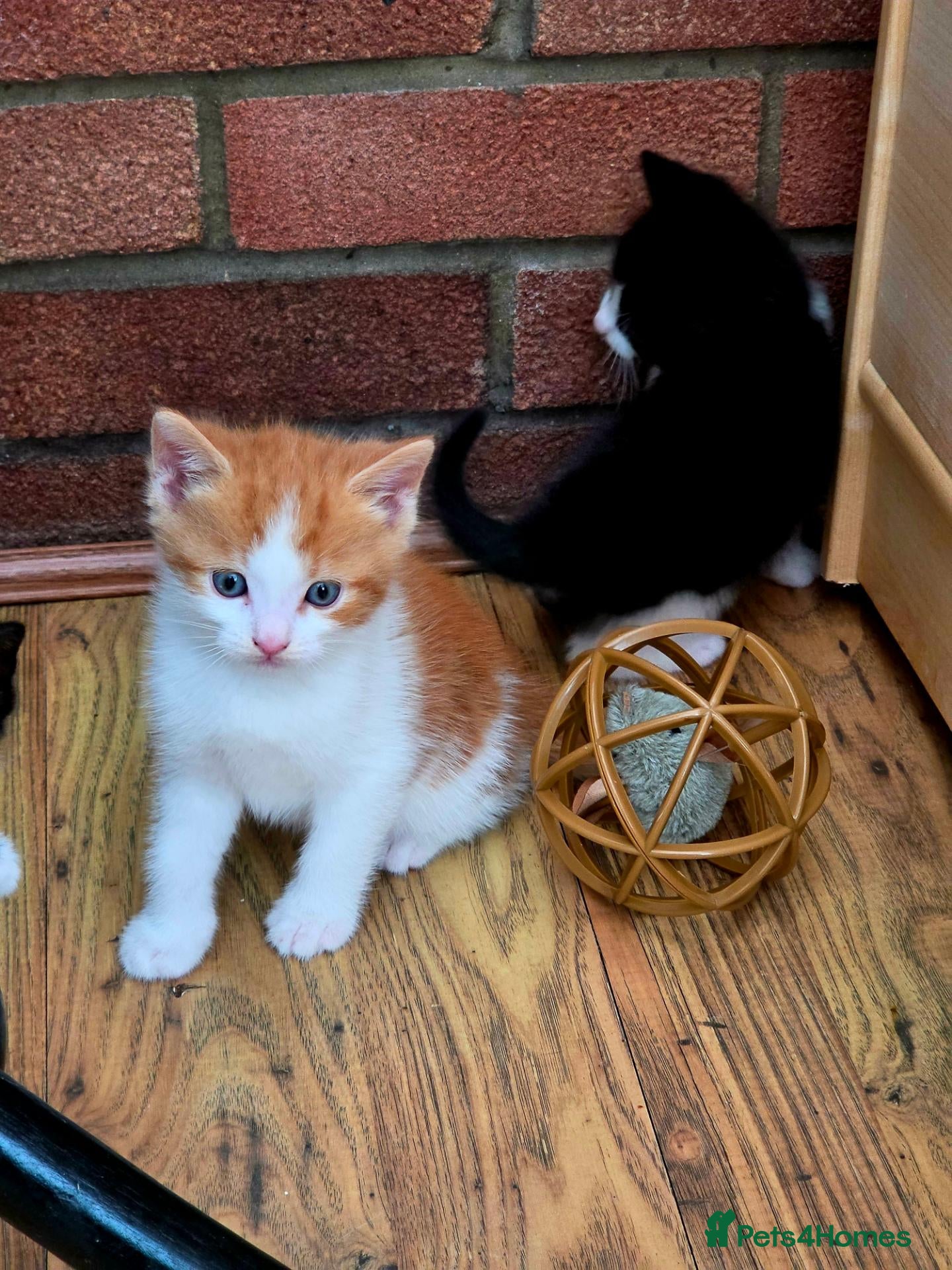 Mixed Breed cats for sale: 🐱 Cute Kittens for Sale 🐾  - Advert 15