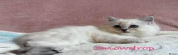 Perdoll cats for sale: Absolutely beautiful Perdoll Kittens  - Advert 17