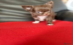 Chihuahua dogs for sale: Chihuaua 7 th generation KC registered  - Image 8