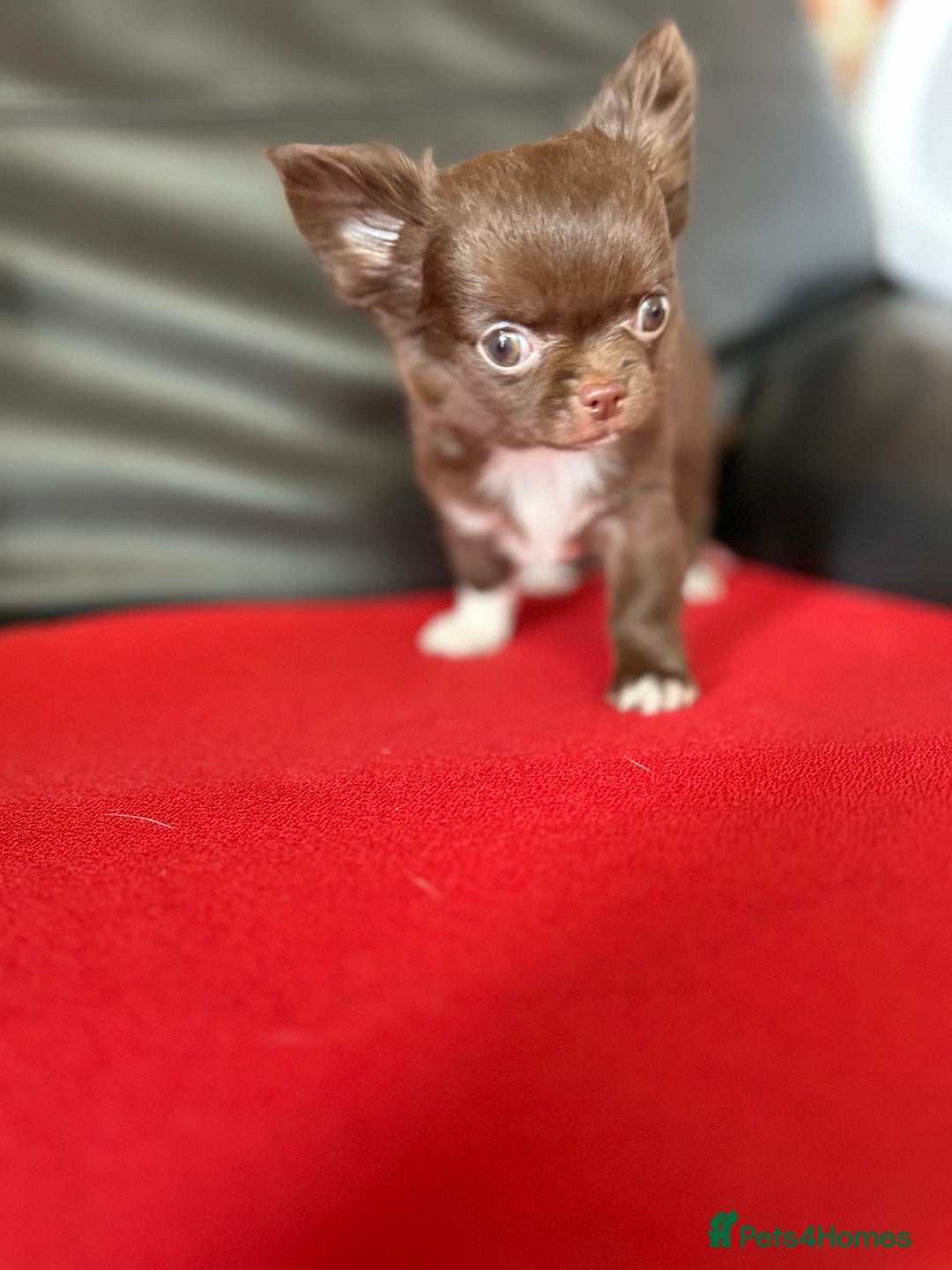 Chihuahua dogs for sale: Chihuaua 7 th generation KC registered  - Image 8