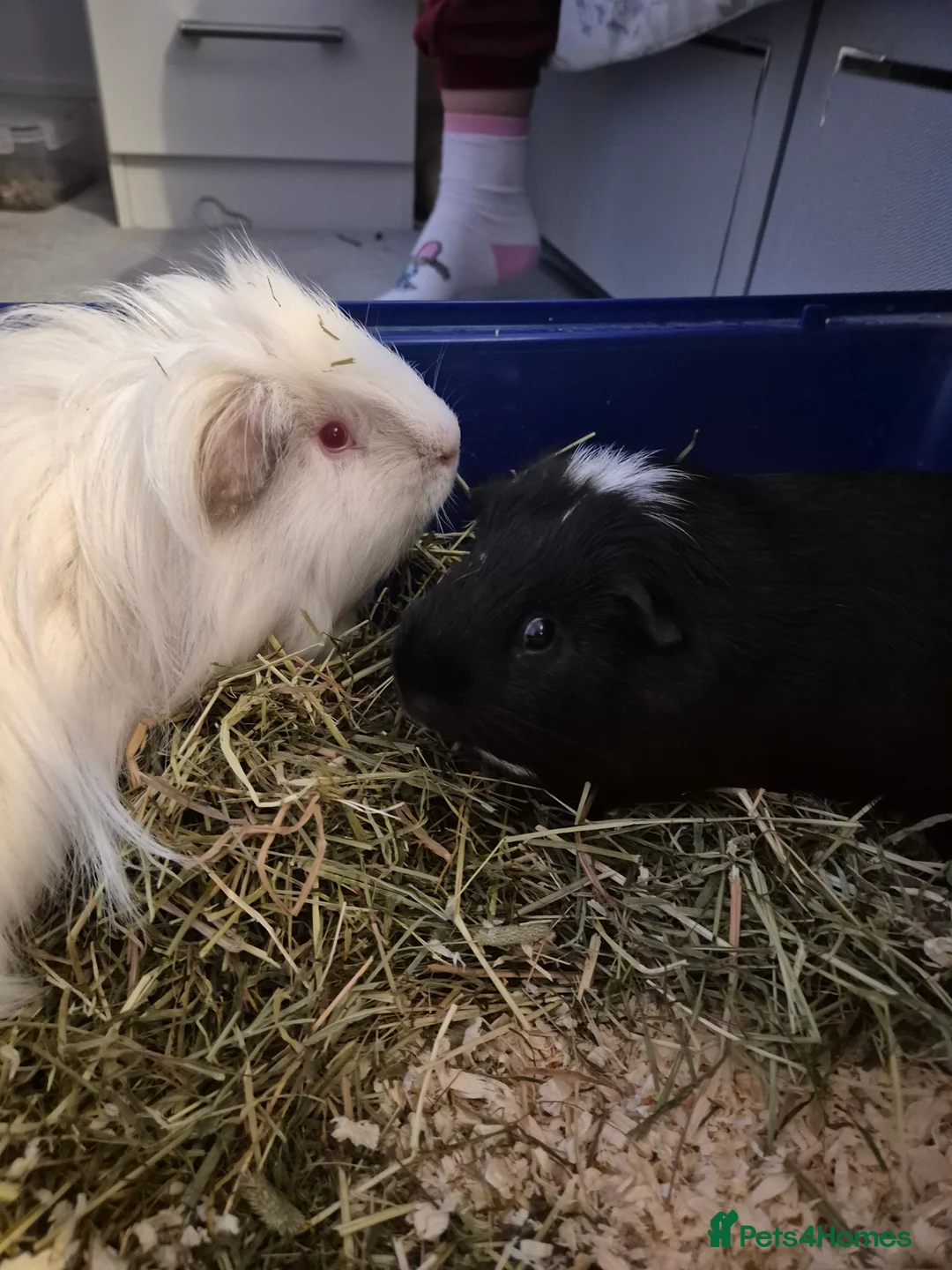Guinea Pig rodents for sale: Pair of bonded boars looking for loving home  - Advert 3
