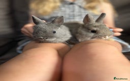 Netherland Dwarf rabbits for sale: Vaccinated Netherland Dwarf Rabbits - Image 4