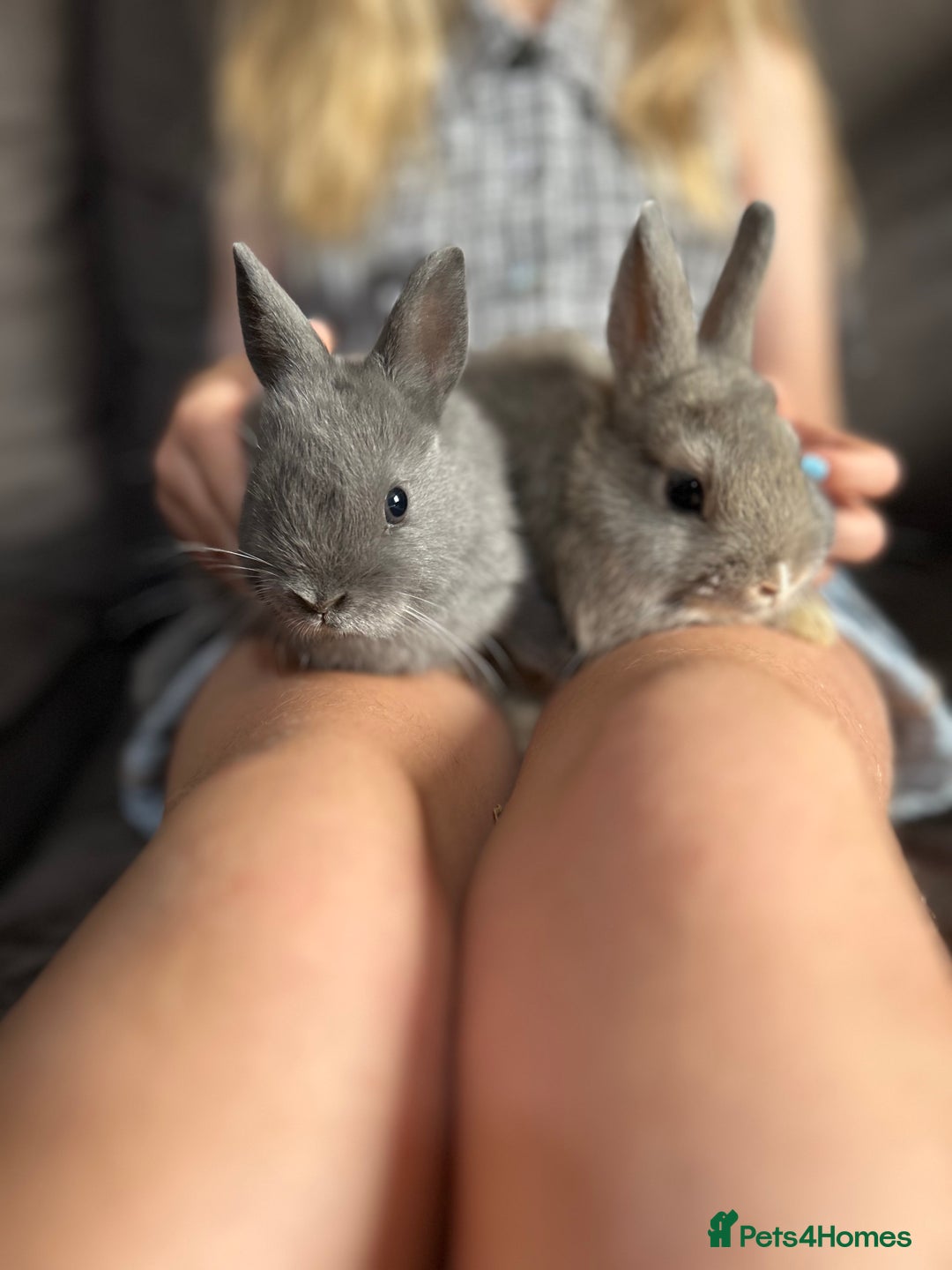 Netherland Dwarf rabbits for sale: Vaccinated Netherland Dwarf Rabbits - Image 4