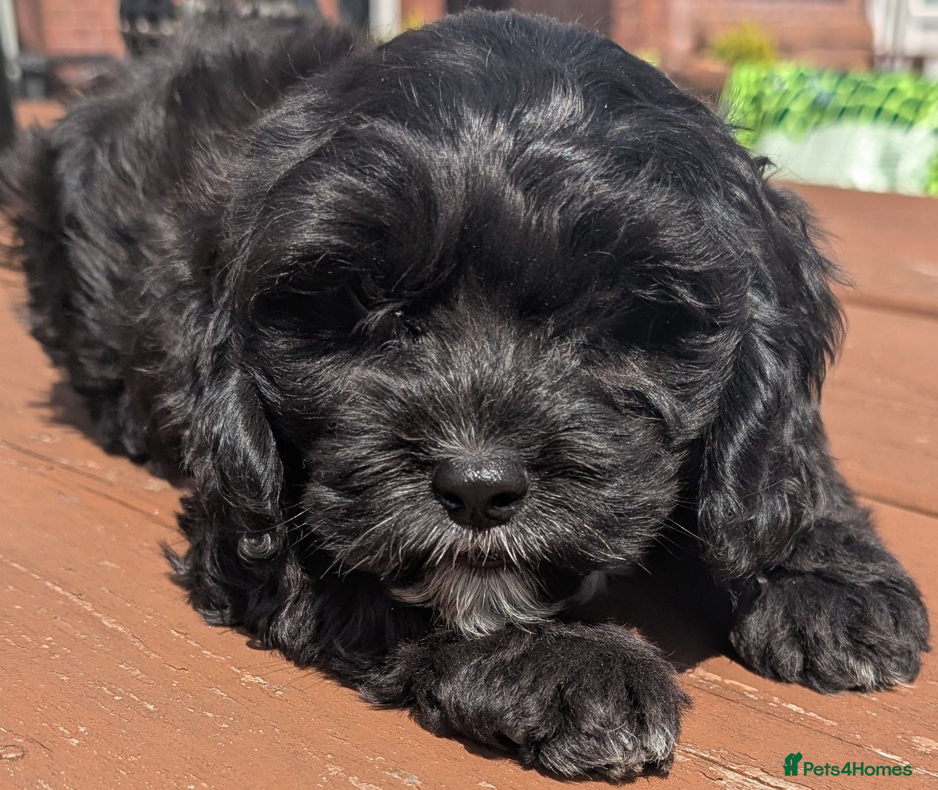 Cavapoo dogs Beautiful & Quality DNA Clear F1 Cavapoo puppies  - Advert 2